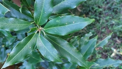 Dendropanax dentigerus (Dendropanax dentigerus)