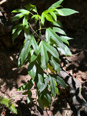 Dendropanax dentigerus (Dendropanax dentigerus)