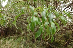 Dendropanax dentigerus (Dendropanax dentigerus)