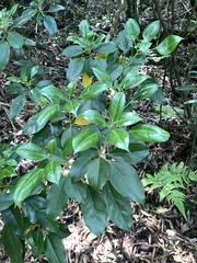 Dendropanax dentigerus (Dendropanax dentigerus)