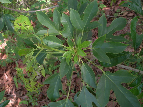 Dendropanax latilobus (Dendropanax latilobus)