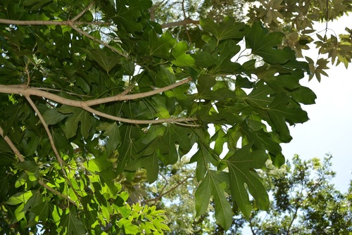 Dendropanax latilobus (Dendropanax latilobus)