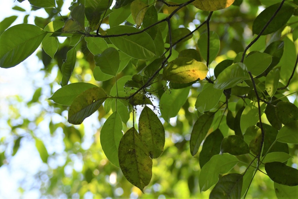 Dendropanax leptopodus (Dendropanax leptopodus)