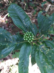 Dendropanax proteus (Dendropanax proteus)