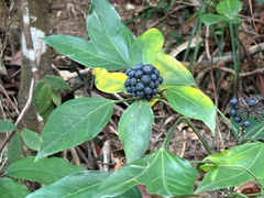 Dendropanax proteus (Dendropanax proteus)