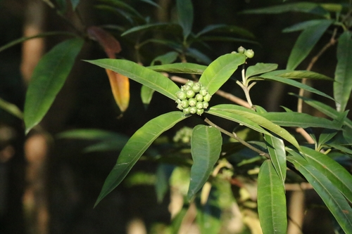 Dendropanax proteus (Dendropanax proteus)