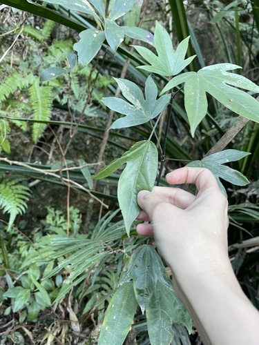 Dendropanax proteus (Dendropanax proteus)