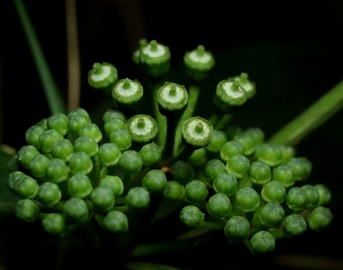 Dendropanax proteus (Dendropanax proteus)