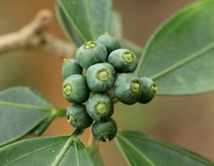 Dendropanax proteus (Dendropanax proteus)