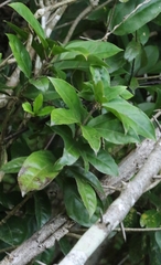Dendropanax proteus (Dendropanax proteus)