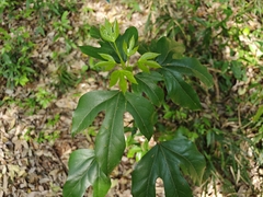 Hwangchil tree (Dendropanax trifidus)