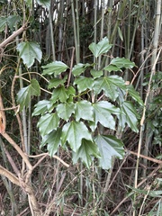 Hwangchil tree (Dendropanax trifidus)
