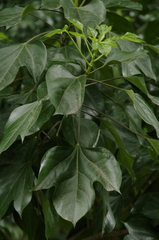 Hwangchil tree (Dendropanax trifidus)