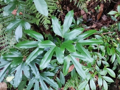 Hwangchil tree (Dendropanax trifidus)