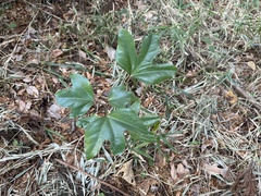 Hwangchil tree (Dendropanax trifidus)