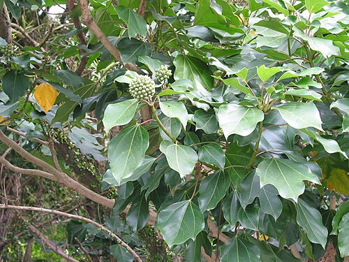 Hwangchil tree: Dendropanax trifidus (Thunb.) Makino .