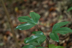 Hwangchil tree (Dendropanax trifidus)