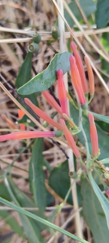 Dendrophthoe acacioides (Dendrophthoe acacioides)