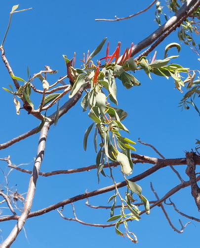 Dendrophthoe acacioides (Dendrophthoe acacioides)