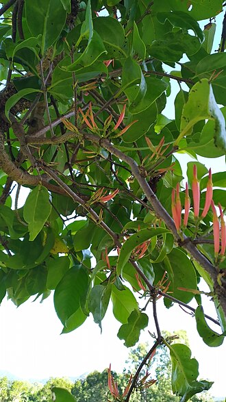 Mistletoe: Dendrophthoe curvata