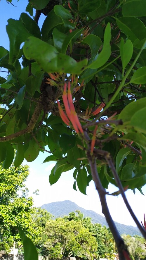Mistletoe: Dendrophthoe curvata