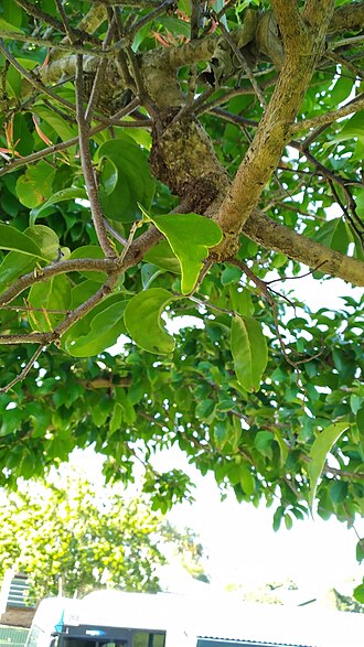 Mistletoe: Dendrophthoe curvata