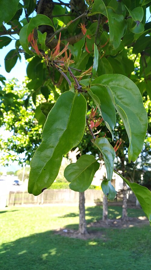 Mistletoe: Dendrophthoe curvata