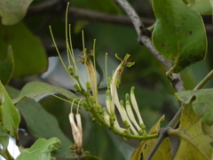 Honey suckled mistletoe (Dendrophthoe falcata)