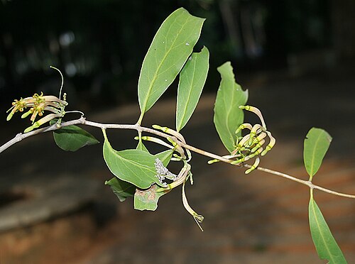 Honey suckled mistletoe: Dendrophthoe falcata in Hyderabad , India .