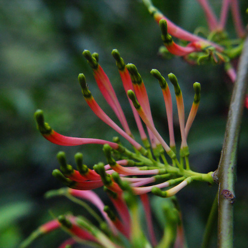 Honey suckled mistletoe (Dendrophthoe falcata)