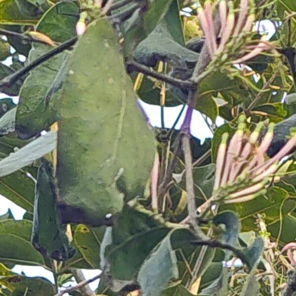 Honey suckled mistletoe (Dendrophthoe falcata)