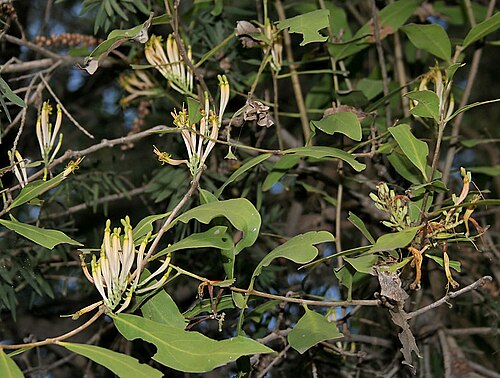 Honey suckled mistletoe: Dendrophthoe falcata in Hyderabad , India .