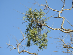 Honey suckled mistletoe (Dendrophthoe falcata)