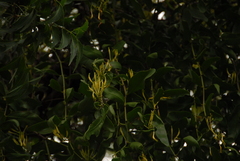 Honey suckled mistletoe (Dendrophthoe falcata)