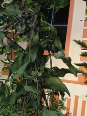 Honey suckled mistletoe (Dendrophthoe falcata)