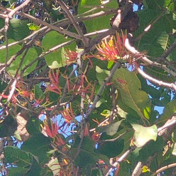 Honey suckled mistletoe (Dendrophthoe falcata)