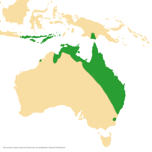 Smooth mistletoe: Dendrophthoe glabrescens distribution map