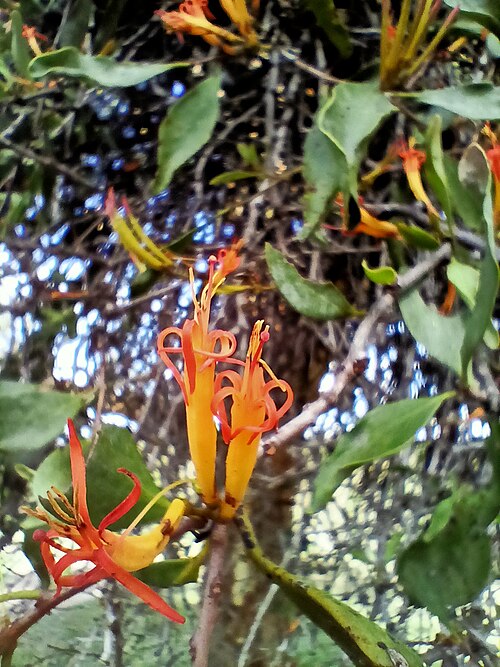 Dendrophthoe vitellinus: Native perennial mistletoe shrub, spreading to hanging down. Runners on top of the host bark are usually present. Young shoots and flower clusters brown-hairy, 