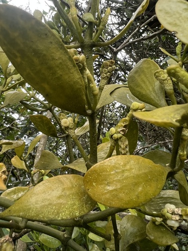 Dendrophthora clavata (Dendrophthora clavata)