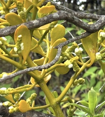 Dendrophthora clavata (Dendrophthora clavata)