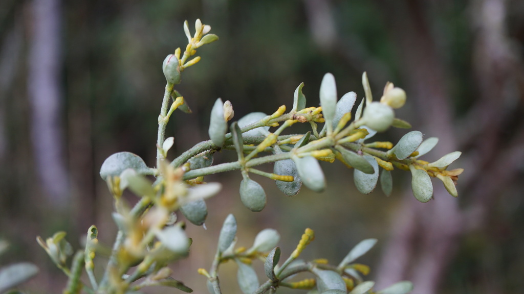 Dendrophthora clavata (Dendrophthora clavata)