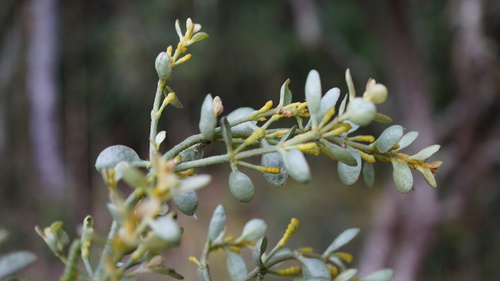 Dendrophthora clavata (Dendrophthora clavata)