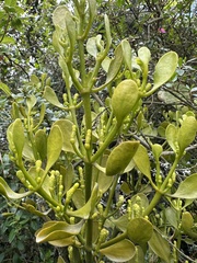 Dendrophthora clavata (Dendrophthora clavata)