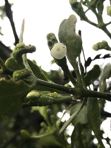 Dendrophthora clavata (Dendrophthora clavata)