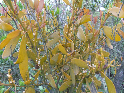 Dendrophthora clavata (Dendrophthora clavata)