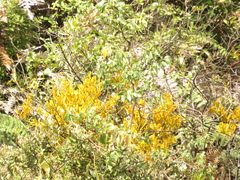 Dendrophthora clavata (Dendrophthora clavata)
