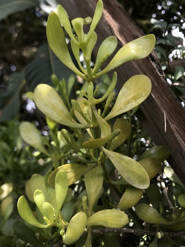 Dendrophthora clavata (Dendrophthora clavata)