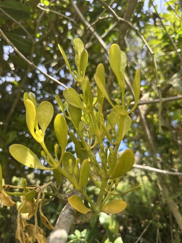 Dendrophthora clavata (Dendrophthora clavata)