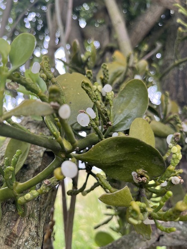 Dendrophthora clavata (Dendrophthora clavata)