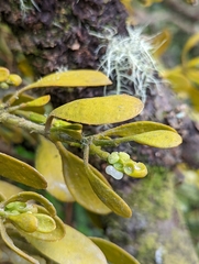 Dendrophthora clavata (Dendrophthora clavata)
